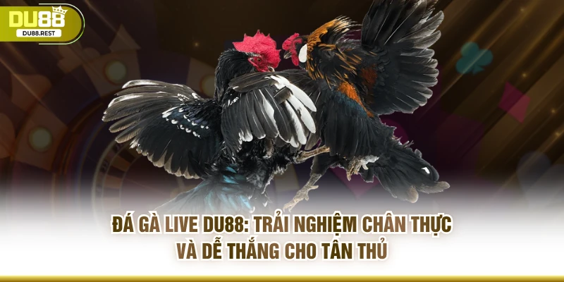 Đá gà live Du88: Trải nghiệm chân thực và dễ thắng cho tân thủ